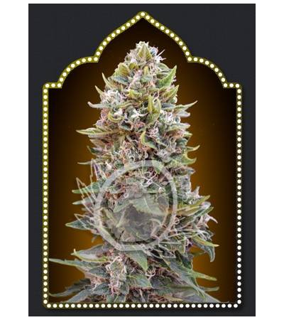 00 SEED BANK - Auto Cheese Berry