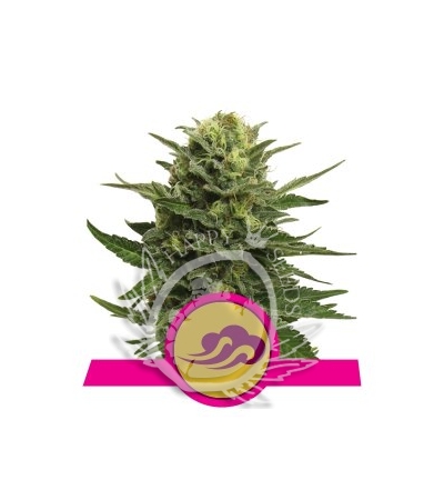 ROYAL QUEEN SEEDS - Blue Mistic