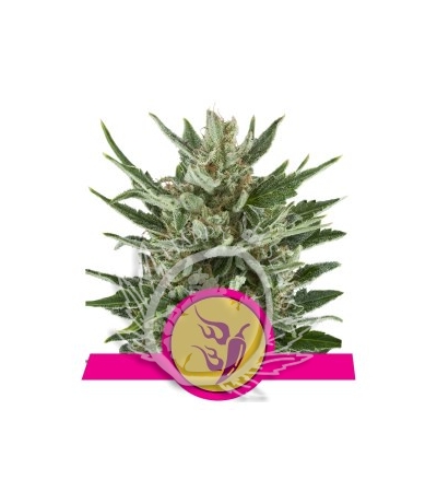 ROYAL QUEEN SEEDS - Speedy Chile (Fast Version)