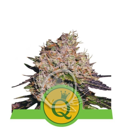 ROYAL QUEEN SEEDS - Purple Queen Automatic