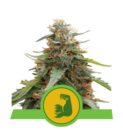 ROYAL QUEEN SEEDS - Hulkberry Automatic