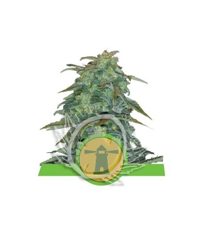 ROYAL QUEEN SEEDS - Royal Haze Automatic®