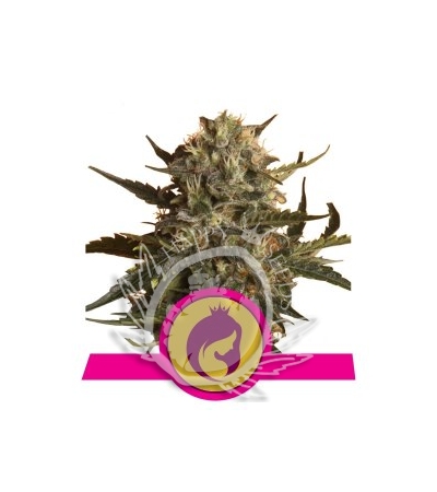 ROYAL QUEEN SEEDS - Royal Madre