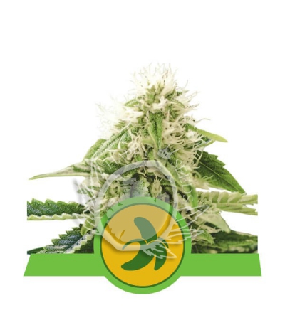 ROYAL QUEEN SEEDS - Fat Banana Automatic