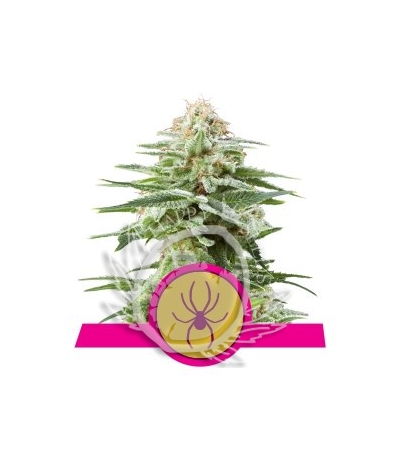 ROYAL QUEEN SEEDS - White Widow®