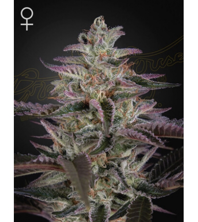 GREEN HOUSE SEEDS - King's Juice