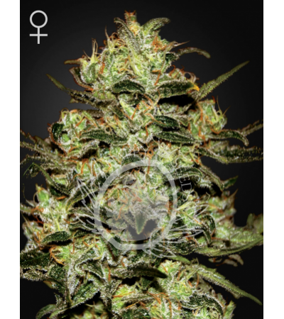GREEN HOUSE SEEDS - Moby Dick