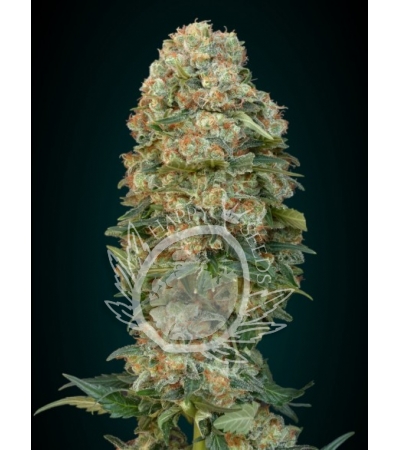 ADVANCED SEEDS - Feminized Collection #1