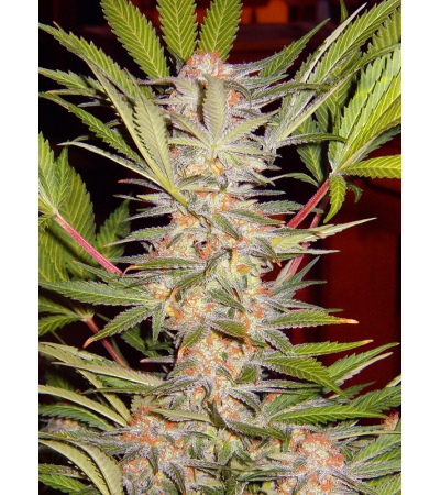 SWEET SEEDS - S.A.D. Sweet Afgani Delicious S1