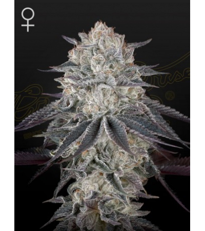 GREEN HOUSE SEEDS - Fullgas