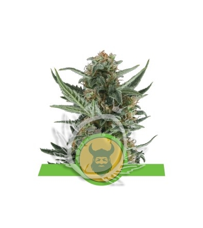 ROYAL QUEEN SEEDS - Royal Dwarf Auto