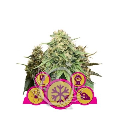 ROYAL QUEEN SEEDS - Feminized Mix