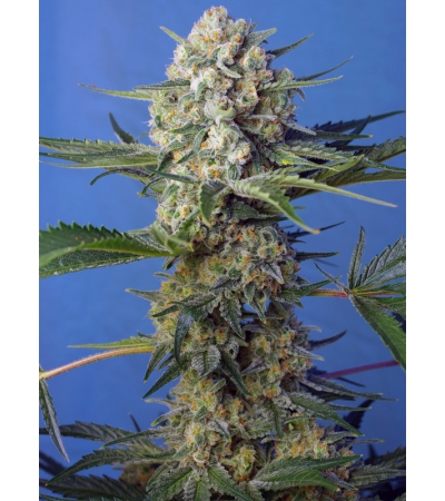 SWEET SEEDS - Crystal Candy F1 Fast Version