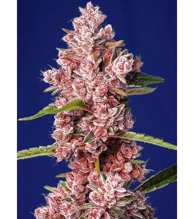 SWEET SEEDS - Tropicanna Poison F1 Fast Version