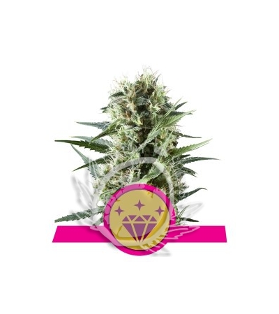ROYAL QUEEN SEEDS - Special Kush #1