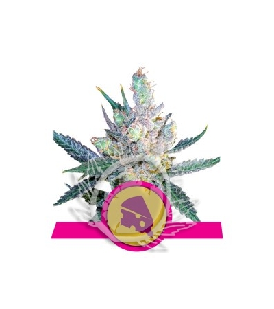 ROYAL QUEEN SEEDS - Royal Cheese® (Fast Version)