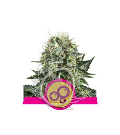 ROYAL QUEEN SEEDS - Bubble Kush